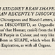 Image for article titled Historical Archives: Kid-ney Bean Shaped Organ Recently Discovered